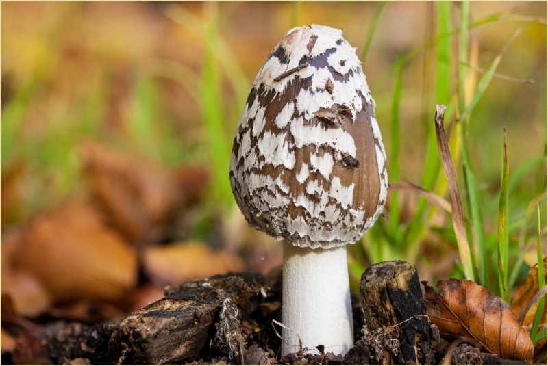 Spechttintling - Coprinus picaceus